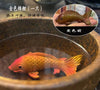 Fishy Tea Pet